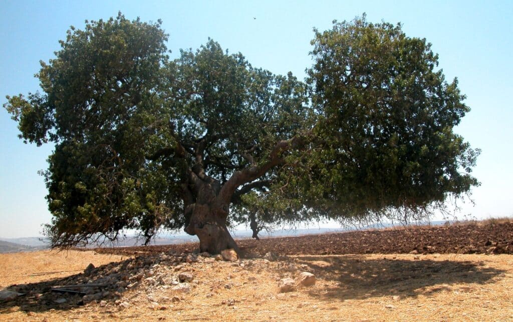 This Atlantic pistachio offers plenty of shade but no fruit. Photo by Yaacov Shkolnik