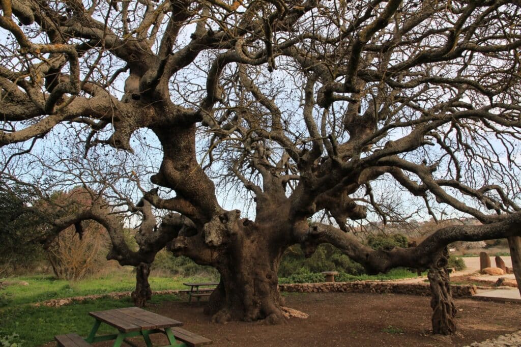 An unusually large Atlantic pistachio tree in the Upper Galilee. Photo by Yaacov Shkolnik