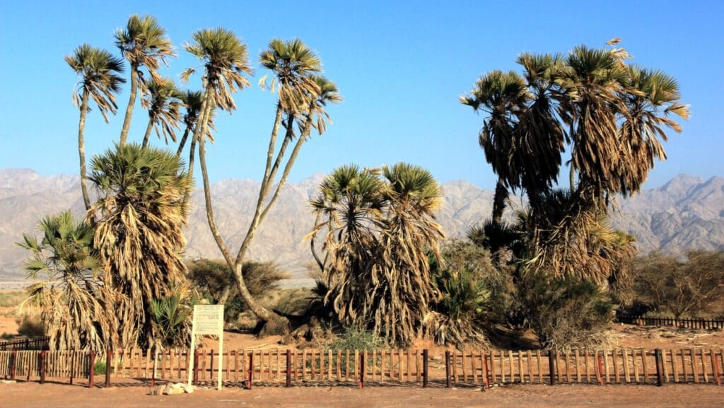  Gingerbread trees (doum palms) growing in a nature reserve north of Eilat. Photo by Yaacov Shkolnik