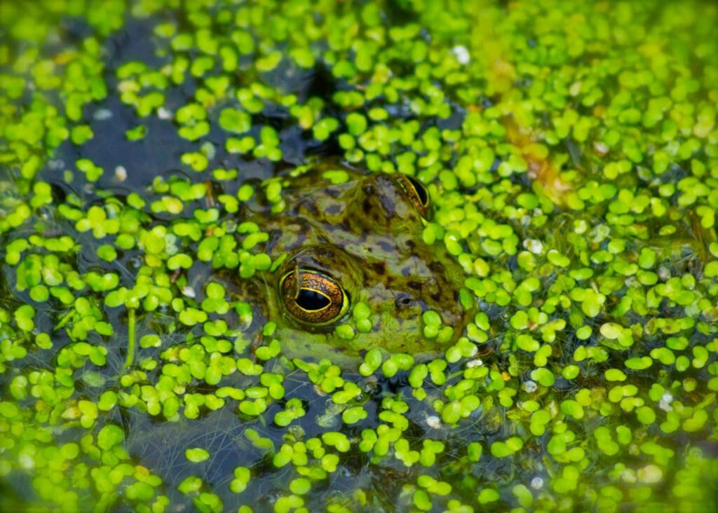 Duckweed covering the head of a frog. Photo by Matthew Baxter via Pexels