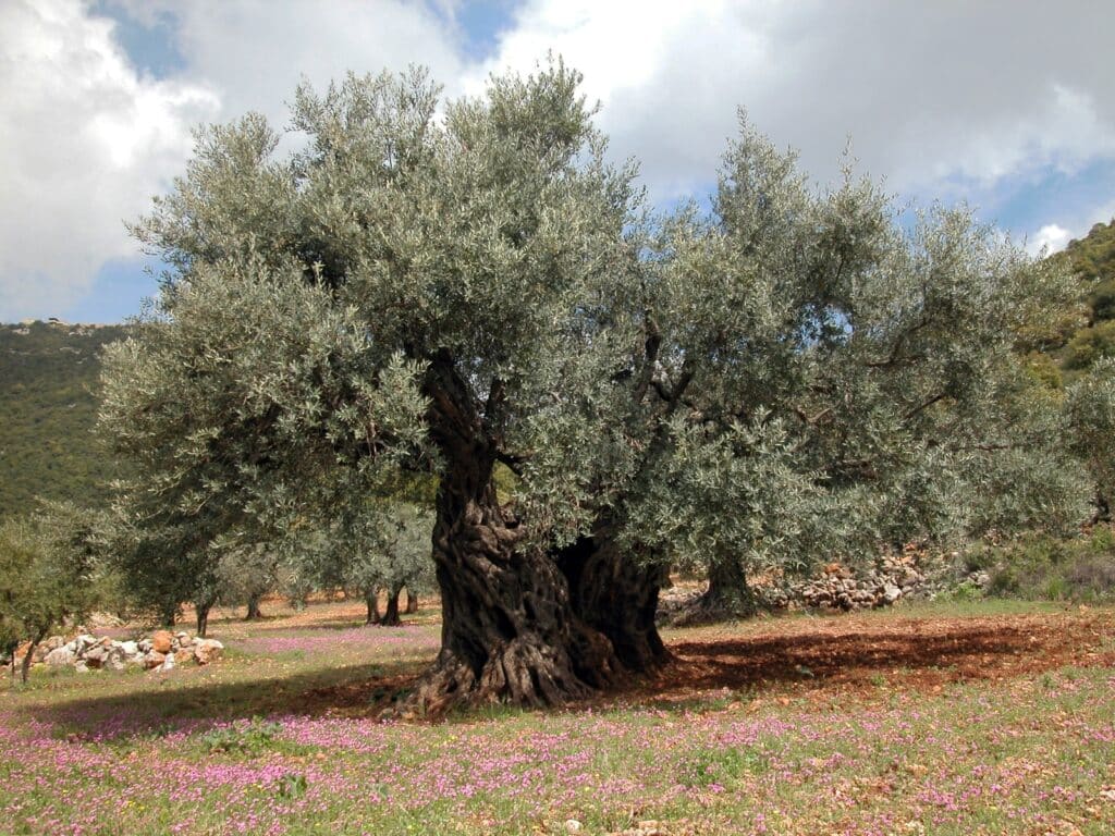The ancient and still fertile olive tree at Ein al-Asad on Mount Meron. Photo by Yaacov Shkolnik