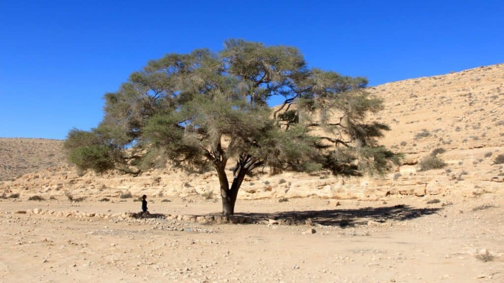 The spiraled acacia tree is like a small oasis in the Negev Desert. Photo by Yaacov Shkolnik