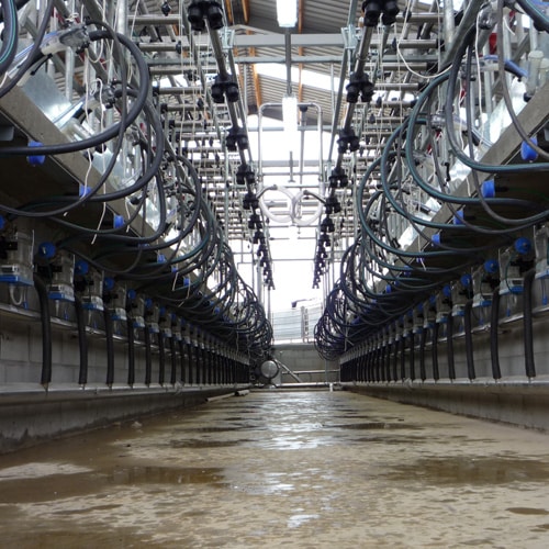 Interior view of a modern dairy milking parlor with metal pipes and hoses lining both sides, converging towards the center aisle. The floor is wet, and the barn roof is visible above.