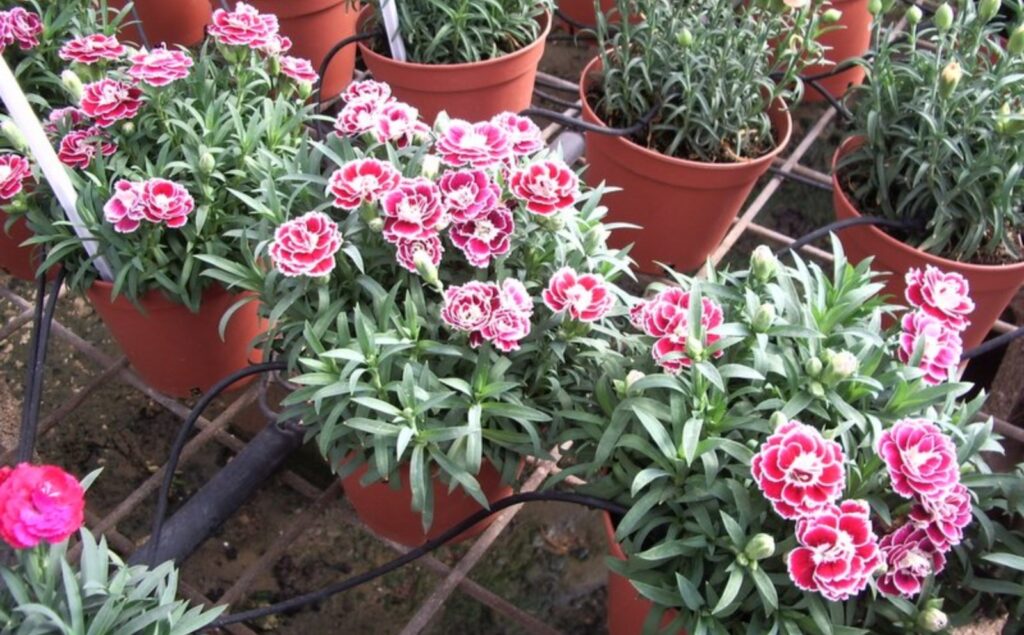 Carnations being watered by drip irrigation at Ringel Nursery, Israel. Photo by Martin Fischer via Wikimedia Commons