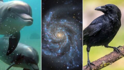 Photo collage, from left: a dolphin by Hagai Nativ/Morris Kahn Marine Research, University of Haifa; Pinwheel Galaxy by Travis Deyoe/Mount Lemmon SkyCenter, University of Arizona; and a crow by Rudmer Zwerver via Shutterstock.
