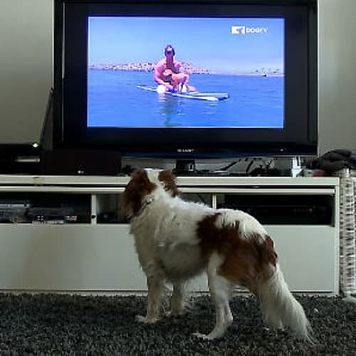 A fluffy dog with white and brown fur stands on a carpet, watching a TV. The screen shows someone paddle boarding with a dog on a calm body of water.