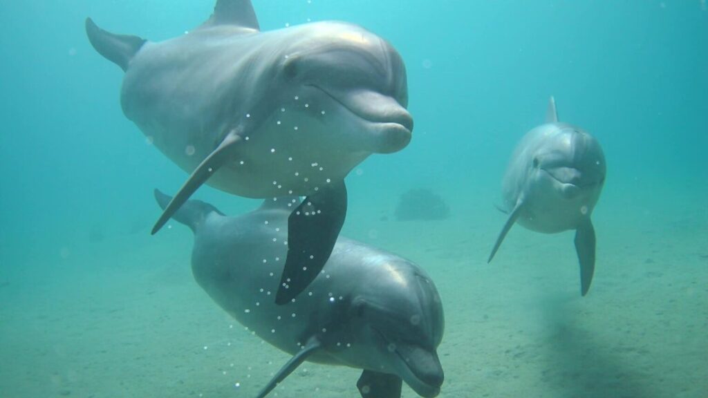 Dolphins’ communication patterns are affected by ship noise. Image by Hagai Nativ/Morris Kahn Marine Research, University of Haifa