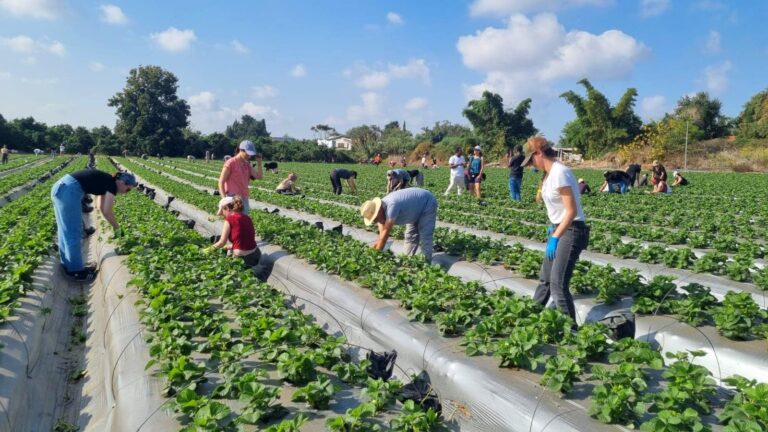 HaShomer HaChadash volunteers helping at an Israeli farm. Photo courtesy of JNF-USA