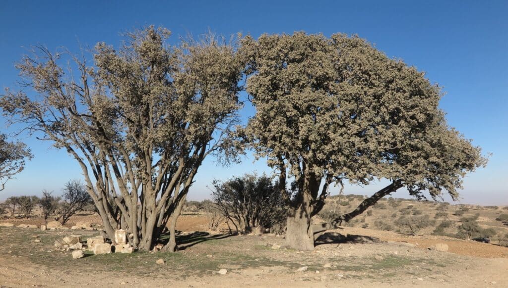 Kermes oak trees in the Golan Heights. Photo courtesy of Flora of Israel