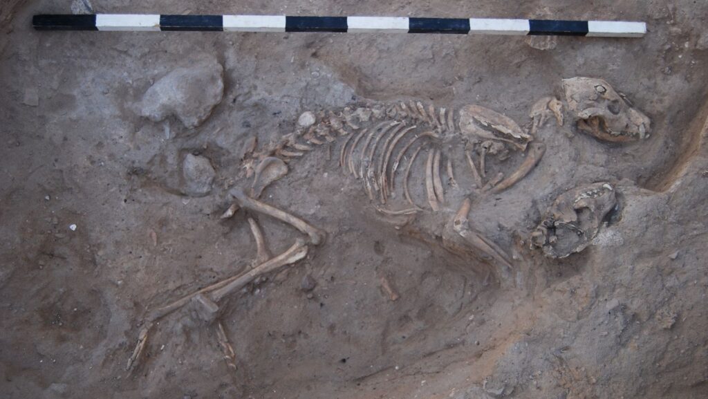 A dog buried in Ashkelon at the time of the Persian Empire leaves modern-day researchers flummoxed. Photo courtesy of the Leon Levy Expedition to Ashkelon