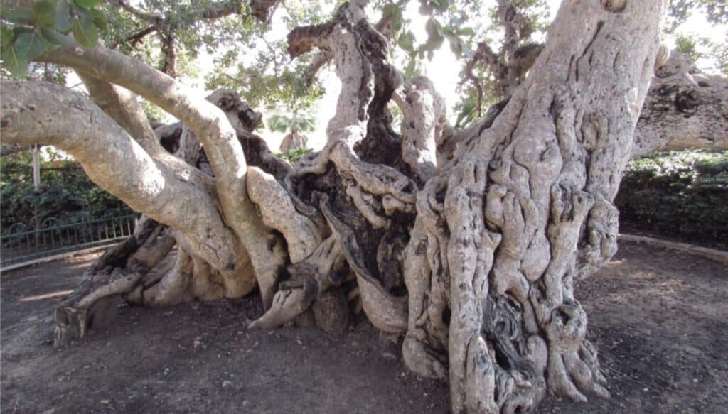 The unusual trunk of the famous sycamore in Netanya, one of the biggest and most old trees in Israel. Photo courtesy of Go Natanya